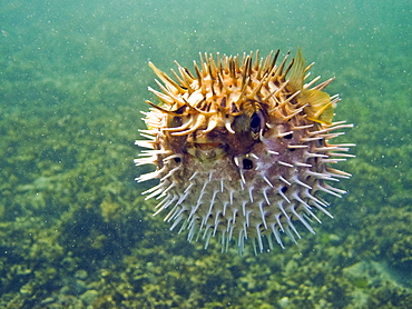 A young balloonfish (Diodon holocanthus) puffed up in a state of agitation on Isla Monseratte in the lower Gulf of California (Sea of Cortez), Baja California Sur, Mexico.