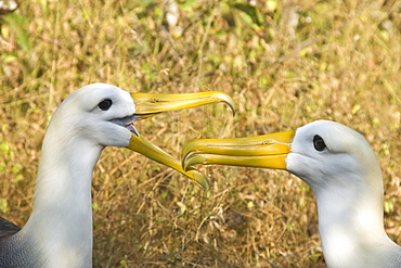 Adult waved albatross (Diomedea irrorata) at breeding colony on Espanola Island in the Galapagos Island Archipelago, Ecuador