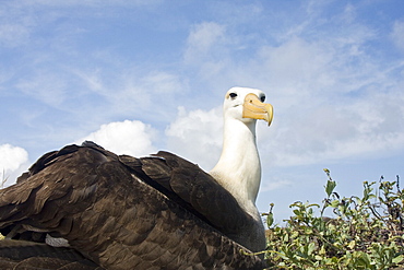 Adult waved albatross (Diomedea irrorata) at breeding colony on Espanola Island in the Galapagos Island Archipelago, Ecuador