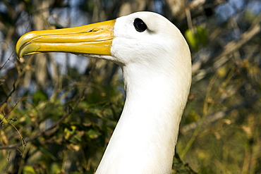 Adult waved albatross (Diomedea irrorata) at breeding colony on Espanola Island in the Galapagos Island Archipelago, Ecuador