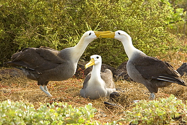 Adult waved albatross (Diomedea irrorata) at breeding colony on Espanola Island in the Galapagos Island Archipelago, Ecuador