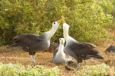 Adult waved albatross (Diomedea irrorata) at breeding colony on Espanola Island in the Galapagos Island Archipelago, Ecuador