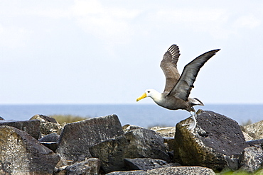 Adult waved albatross (Diomedea irrorata) taking flight at breeding colony on Espanola Island in the Galapagos Island Archipelago, Ecuador