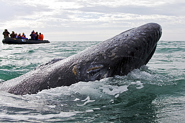 California Gray Whale (Eschrichtius robustus) calf near whale watching boat in San Ignacio Lagoon on the Pacific side of the Baja Peninsula, Baja California Sur, Mexico