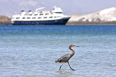 Adult reddish egret (Egretta rufescens) hunting for small fish in the shallow waters of Puerto Don Juan in the upper Gulf of California (Sea of Cortez), Baja California Norte, Mexcio.