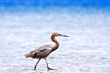 Adult reddish egret (Egretta rufescens) hunting for small fish in the shallow waters of Puerto Don Juan in the upper Gulf of California (Sea of Cortez), Baja California Norte, Mexcio.