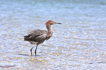 Adult reddish egret (Egretta rufescens) hunting for small fish in the shallow waters of Puerto Don Juan in the upper Gulf of California (Sea of Cortez), Baja California Norte, Mexcio.