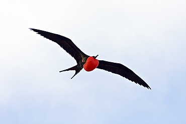 Adult male great frigate bird (Fregata minor) at nesting and breeding site on North Seymour Island in the Galapagos Island Group, Ecuador. Pacific Ocean