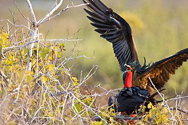 Adult male great frigate bird (Fregata minor) at nesting and breeding site on North Seymour Island in the Galapagos Island Group, Ecuador. Pacific Ocean