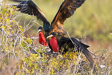 Male great frigate bird (Fregata minor) displaying to each other on nesting and breeding site on North Seymour Island in the Galapagos Island Group, Ecuador. Pacific Ocean