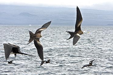 Juvenile great frigate birds (Fregata minor) vie for food on nesting and breeding site on North Seymour Island in the Galapagos Island Group, Ecuador. Pacific Ocean