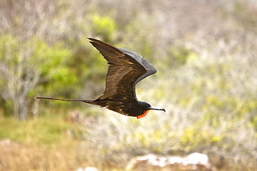 Adult male great frigate bird (Fregata minor) at nesting and breeding site on North Seymour Island in the Galapagos Island Group, Ecuador. Pacific Ocean