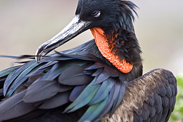 Adult male great frigate bird (Fregata minor) at nesting and breeding site on North Seymour Island in the Galapagos Island Group, Ecuador. Pacific Ocean