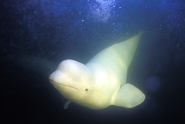 Curious Beluga (Delphinapterus leucas) approach underwater in the Churchill River, Hudson Bay, Manitoba, Canada.