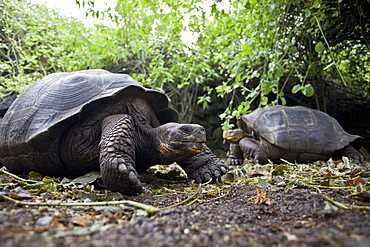 Captive Galapagos giant tortoise (Geochelone elephantopus) being fed at the Charles Darwin Research Station on Santa Cruz Island in the Galapagos Island Archipelago, Ecuador