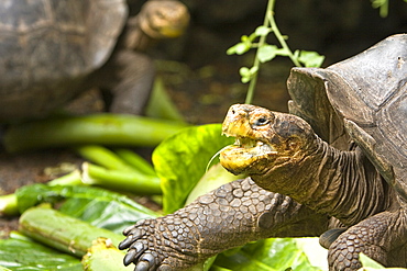 Captive Galapagos giant tortoise (Geochelone elephantopus) being fed at the Charles Darwin Research Station on Santa Cruz Island in the Galapagos Island Archipelago, Ecuador