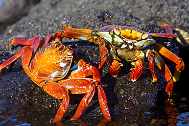 Sally lightfoot crab (Grapsus grapsus) in the litoral of the Galapagos Island Archipeligo, Ecuador. Pacific Ocean