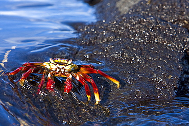 Sally lightfoot crab (Grapsus grapsus) in the litoral of the Galapagos Island Archipelago, Ecuador