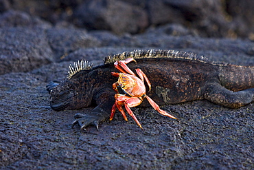 Sally lightfoot crab (Grapsus grapsus) in the litoral of the Galapagos Island Archipelago, Ecuador