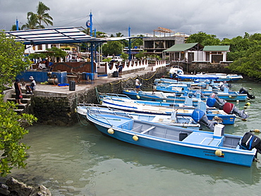 The fish market at Puerto Ayora on Santa Cruz Island in the Galapagos Island Archipeligo, Ecuador. Pacific Ocean.