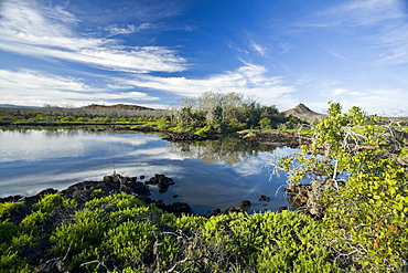 Sunrise light on a brackish lagoon near Cerro Dragon (Dragon hill) on Santa Cruz Island in the Galapagos Island Archipeligo, Ecuador. Pacific Ocean.