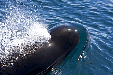 A pod of 40 to 50 short-finned pilot whales (Globicephala macrorhynchus) encountered southwest of Isla San Pedro Martir, Gulf of California (Sea of Cortez), Baja California Norte, Mexico