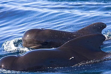 A pod of 40 to 50 short-finned pilot whales (Globicephala macrorhynchus) encountered southwest of Isla San Pedro Martir, Gulf of California (Sea of Cortez), Baja California Norte, Mexico