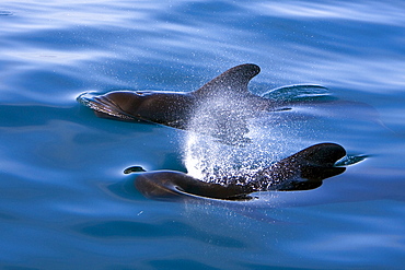 A pod of 40 to 50 short-finned pilot whales (Globicephala macrorhynchus) encountered southwest of Isla San Pedro Martir, Gulf of California (Sea of Cortez), Baja California Norte, Mexico