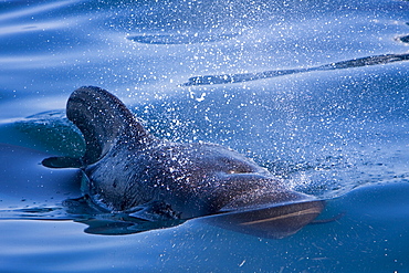 A pod of 40 to 50 short-finned pilot whales (Globicephala macrorhynchus) encountered southwest of Isla San Pedro Martir, Gulf of California (Sea of Cortez), Baja California Norte, Mexico