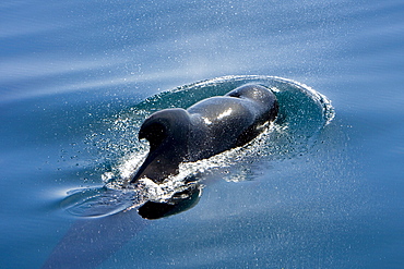 A pod of 40 to 50 short-finned pilot whales (Globicephala macrorhynchus), Gulf of California (Sea of Cortez), Baja California Norte, Mexico