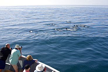 A pod of 40 to 50 short-finned pilot whales (Globicephala macrorhynchus), Gulf of California (Sea of Cortez), Baja California Norte, Mexico