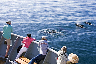 A pod of 40 to 50 short-finned pilot whales (Globicephala macrorhynchus) encountered southwest of Isla San Pedro Martir, Gulf of California (Sea of Cortez), Baja California Norte, Mexico