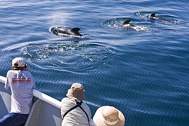 A pod of 40 to 50 short-finned pilot whales (Globicephala macrorhynchus) encountered southwest of Isla San Pedro Martir, Gulf of California (Sea of Cortez), Baja California Norte, Mexico