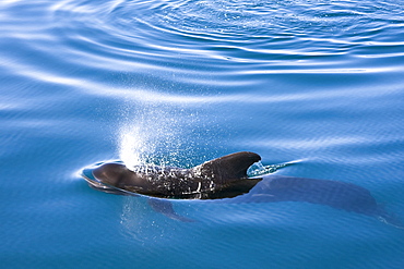 A pod of 40 to 50 short-finned pilot whales (Globicephala macrorhynchus) encountered southwest of Isla San Pedro Martir, Gulf of California (Sea of Cortez), Baja California Norte, Mexico