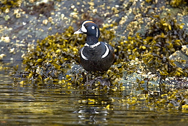 Breeding adult male harlequin duck (Histrionicus histrionicus) in Scenery Cove, Thomas Bay, just outside of Petersburg, Southeast Alaska