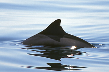 Adult Dwarf Sperm Whale (Kogia simus) on the surface (dorsal fin detail) near Isla San Esteban in the Gulf of California (Sea of Cortez), Mexico.
(Resolution Restricted - pls contact us)