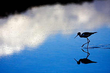 Adult black-necked stilt (Himantopus mexicanus) wading and feeding in a brackish water lagoon at Punta Cormorant on Floreana Island, Galapagos, Ecuador. Pacific Ocean.