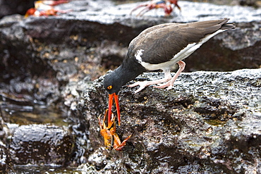 An adult American oystercatcher (Haematopus ostralegus) hunting for Sally lightfoot (Grapsus grapsus) crabs, Bartolome Island, Galapagos Island Group, Ecuador