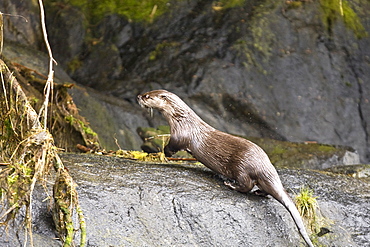 An adult north American river otter (Lutra canadensis) in Misty Fjords National Monument, southeast Alaska, USA.