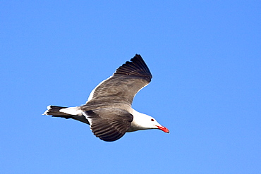 Heermann's gull (Larus heermanni) on their breeding grounds on tiny and remote Isla Rasa in the middle Gulf of California (Sea of Cortez), Mexico