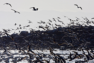 Heermann's gull (Larus heermanni) on their breeding grounds on tiny and remote Isla Rasa in the middle Gulf of California (Sea of Cortez), Mexico