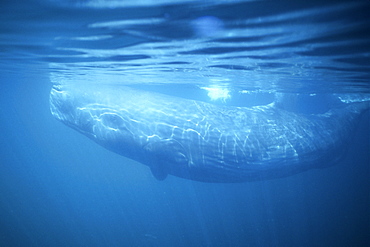 Sperm Whale, Physeter macrocephalus, sub-adult and curious in the northern Gulf of California, Mexico
