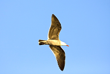 Heermann's gull (Larus heermanni) on their breeding grounds on tiny and remote Isla Rasa in the middle Gulf of California (Sea of Cortez), Mexico