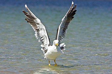 Yellow-footed Gull (Larus livens) in the Gulf of California (Sea of Cortez), Mexico. This species is enedemic to only the Gulf of California.