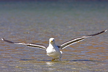 Yellow-footed Gull (Larus livens) in the Gulf of California (Sea of Cortez), Mexico. This species is enedemic to only the Gulf of California.