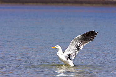 Yellow-footed Gull (Larus livens) in the Gulf of California (Sea of Cortez), Mexico. This species is enedemic to only the Gulf of California.