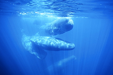 Sperm Whale, Physeter macrocephalus, young, social rubbing in the northern Gulf of California, Mexico
