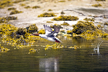 Adult female common merganser (Mergus merganser) in breeding plumage in Gambier Bay on Admiralty Island, Southeastern Alaska, USA. Pacific Ocean. 