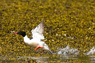 Adult male common merganser (Mergus merganser) in breeding plumage taking flight in Gambier Bay on Admiralty Island, Southeastern Alaska, USA