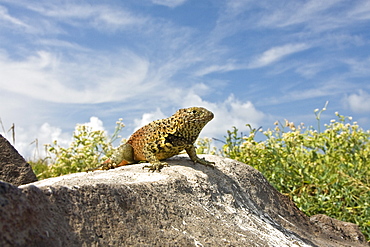 Lava lizard (Microlophus spp) in the Galapagos Island Archipeligo. Many of the islands within the Galapagos Island Archipeligo have their own endemic species.